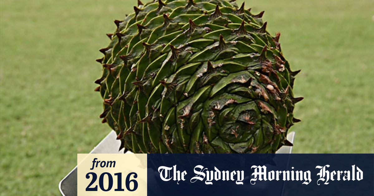 Video Sydney's dropping bunya nuts